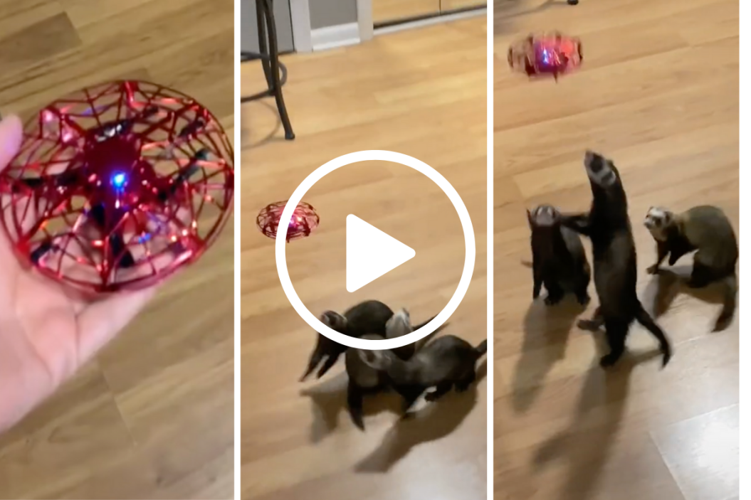 ferrets playing with UFO toy
