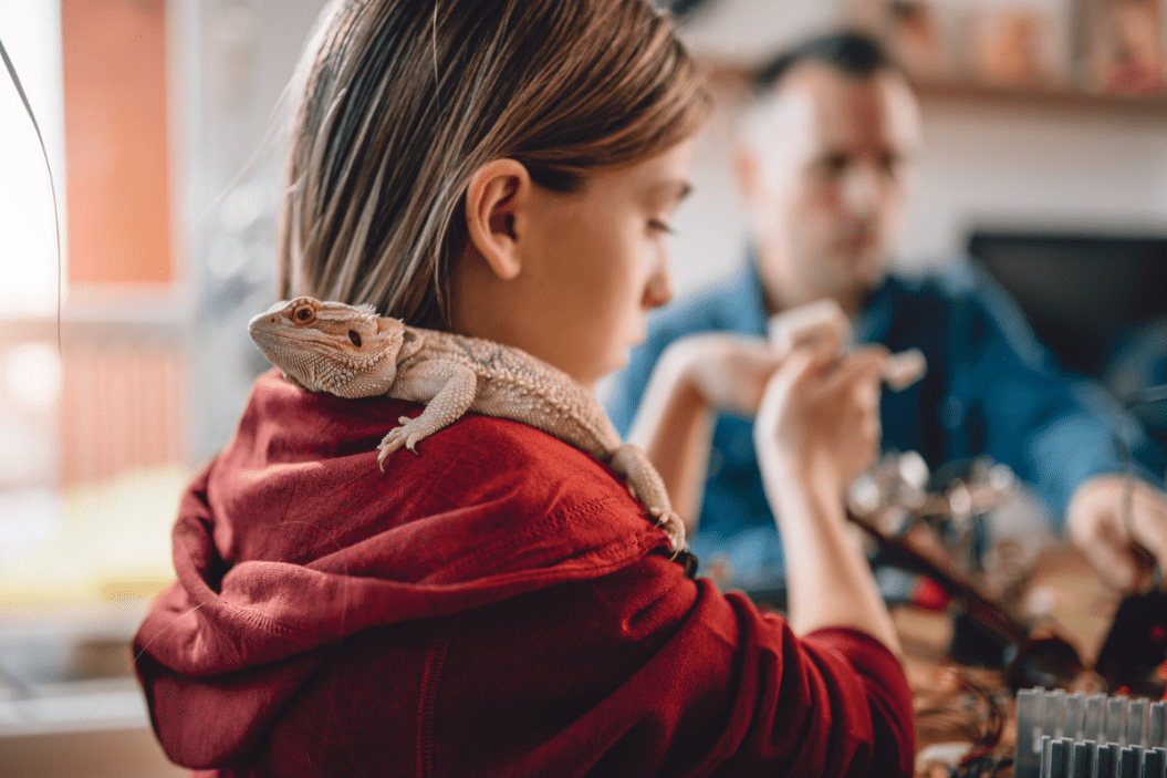 Pet reptile on