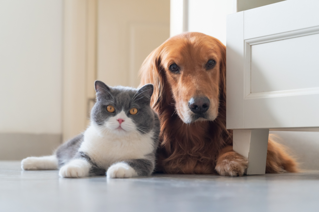 Cat getting along with dog