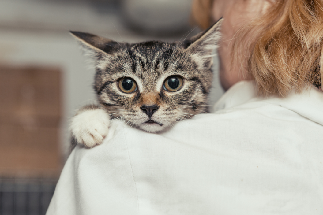 sick cat on shoulder