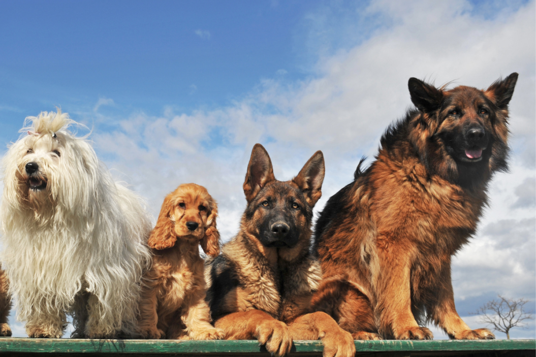 multiple dogs sit together
