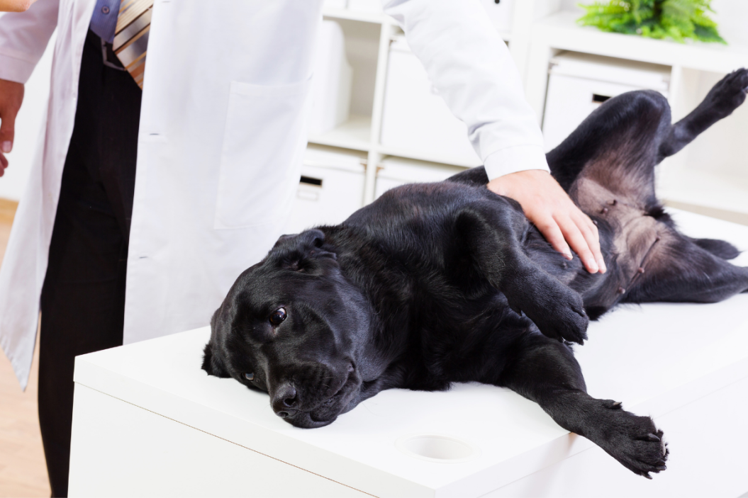 black dog lays on vet table