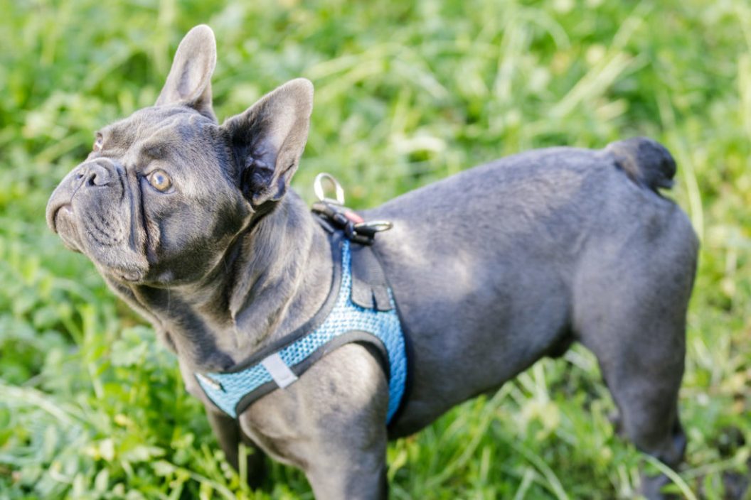 6-Month-Old Blue Isabella Male Frenchie Looking Up. Off-leash dog park in Northern California.