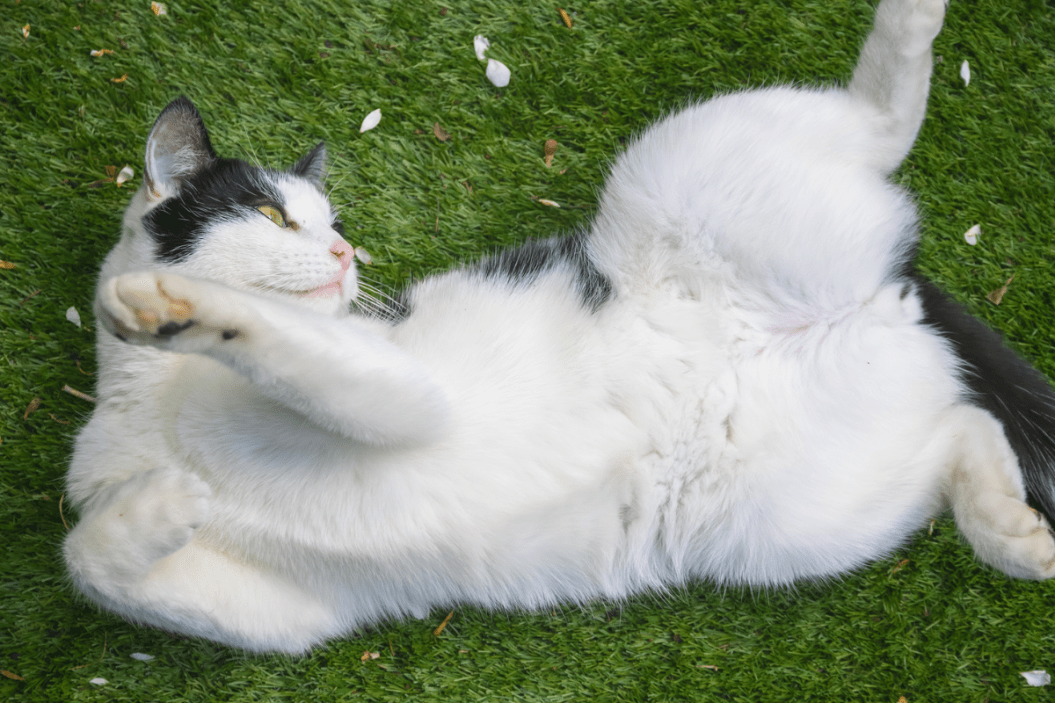 cat rolls around on his back