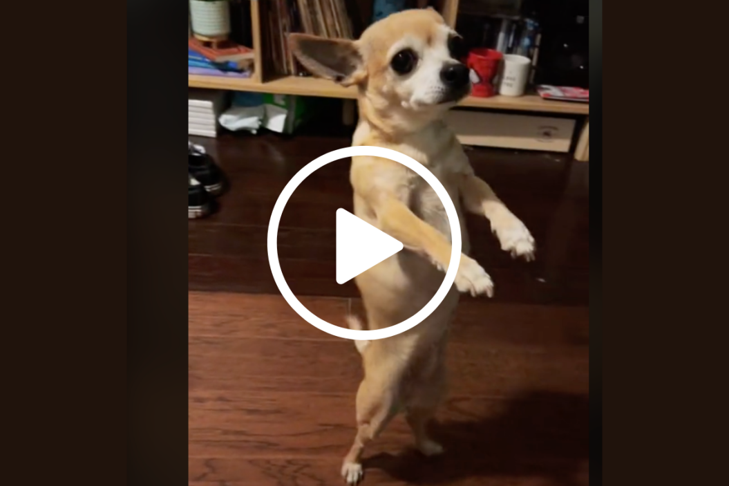 Bella the chihuahua dances