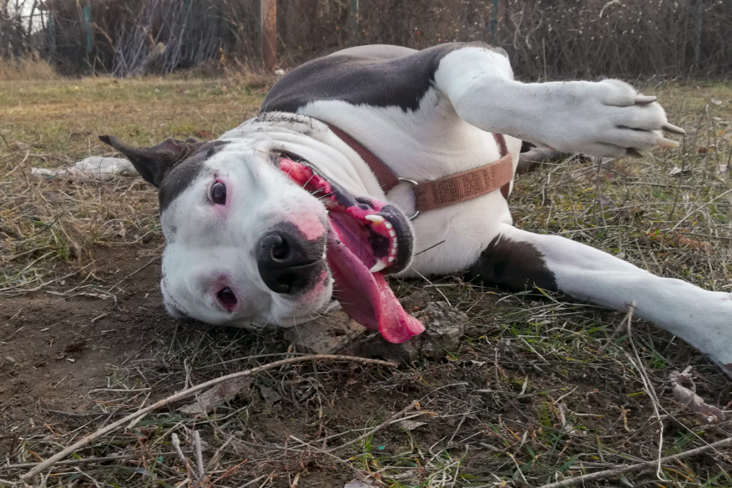 dog having a seizure