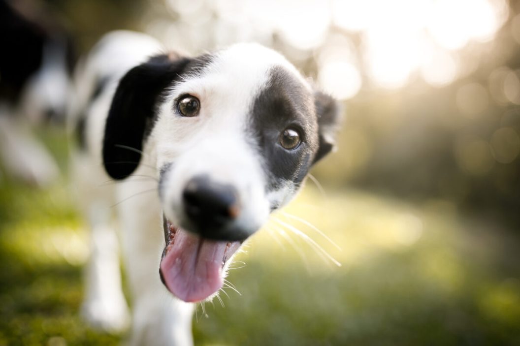 Smiling puppy dog