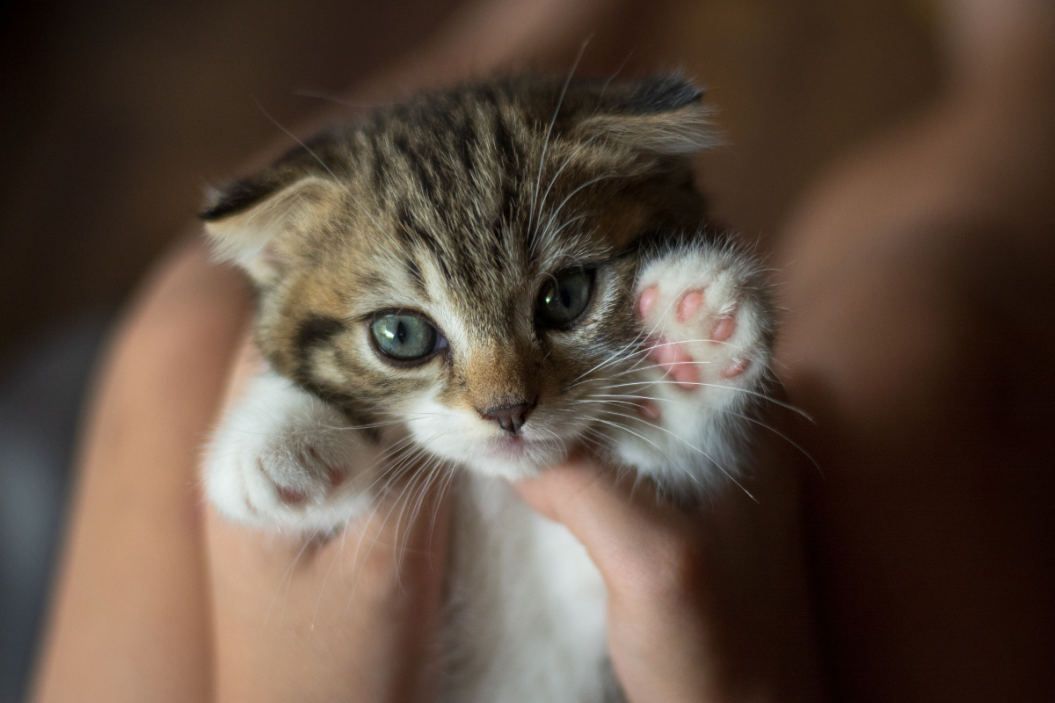kitten is held by a person