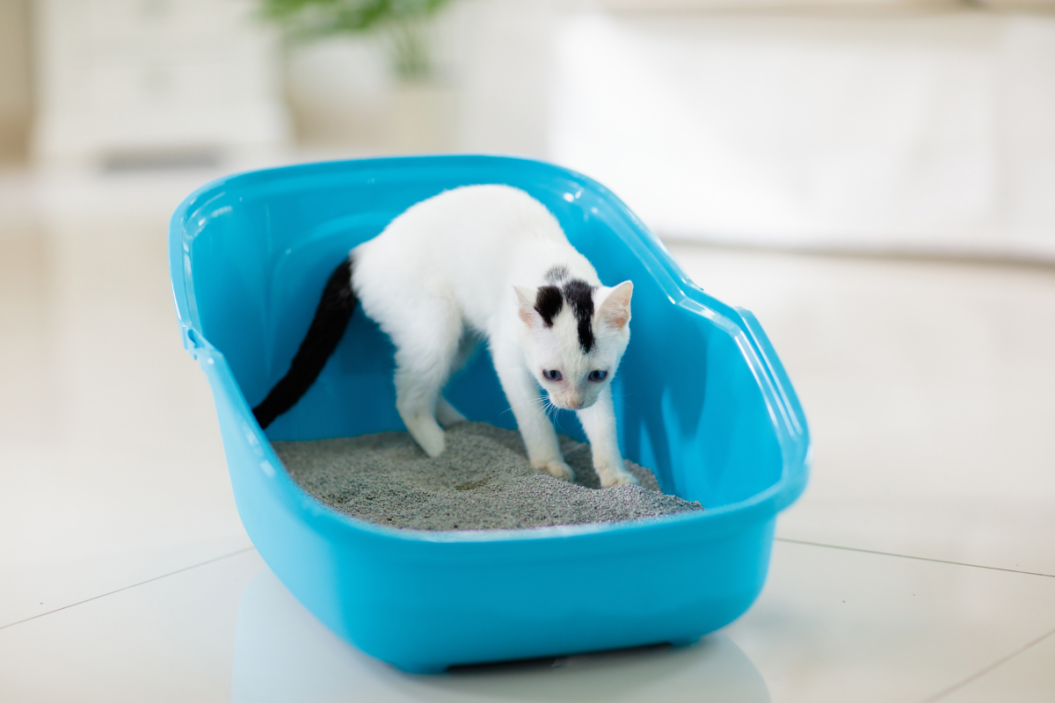 kitten scratches in litter box