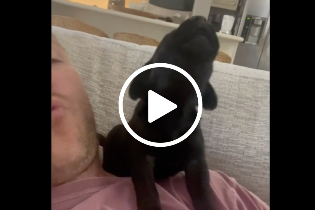 lab puppy sits on owners shoulder trying to howl
