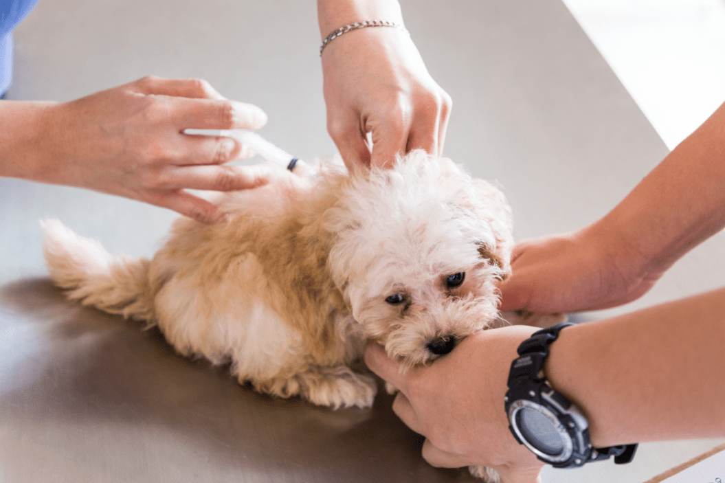 puppy gets a shot