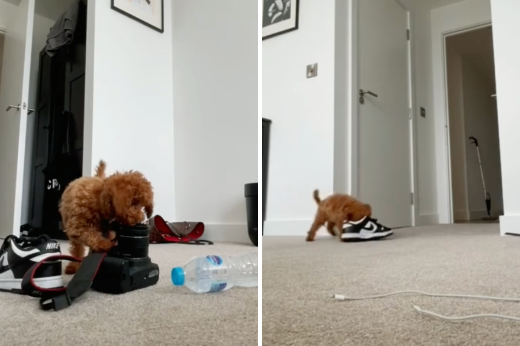 biscuit plays with camera and shoes