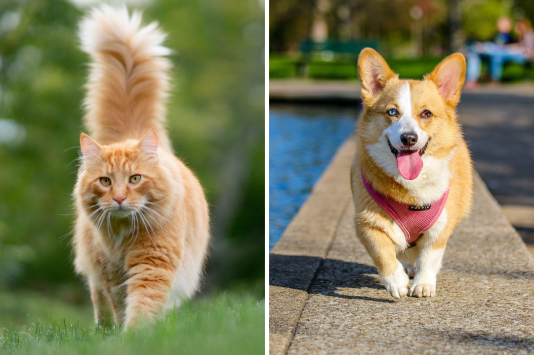cat and dog walking