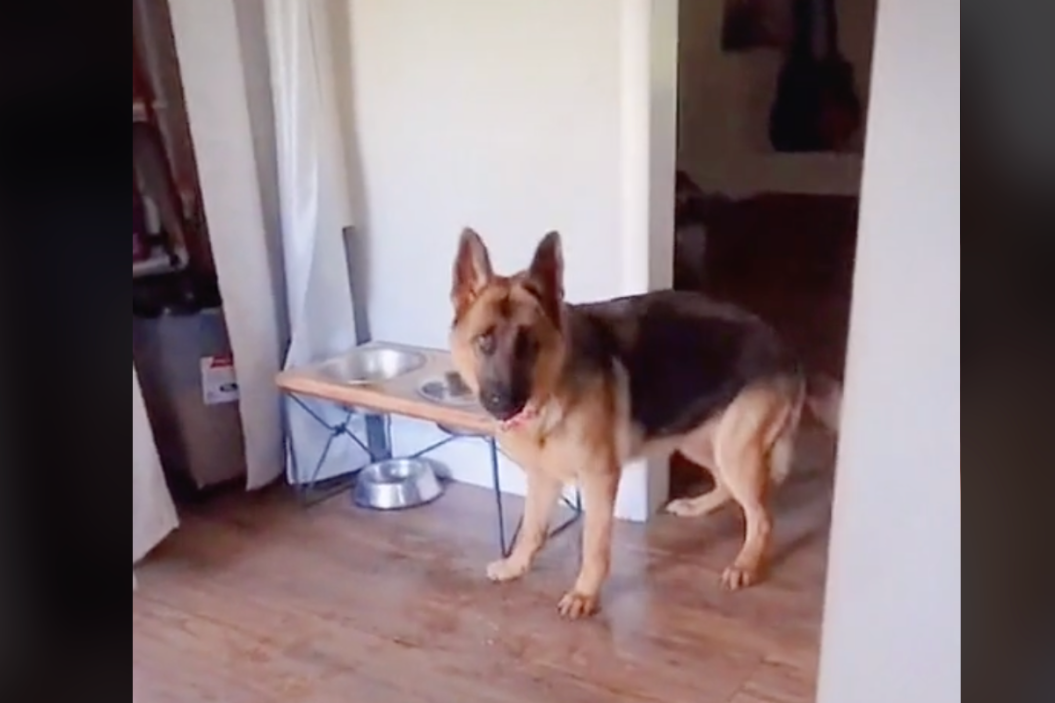 German Shepherd caught throwing water