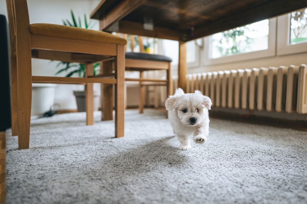 Puppy running around house