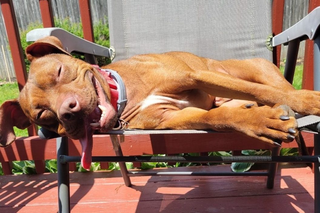 A happy pit bull dog lays on a chair in the sun