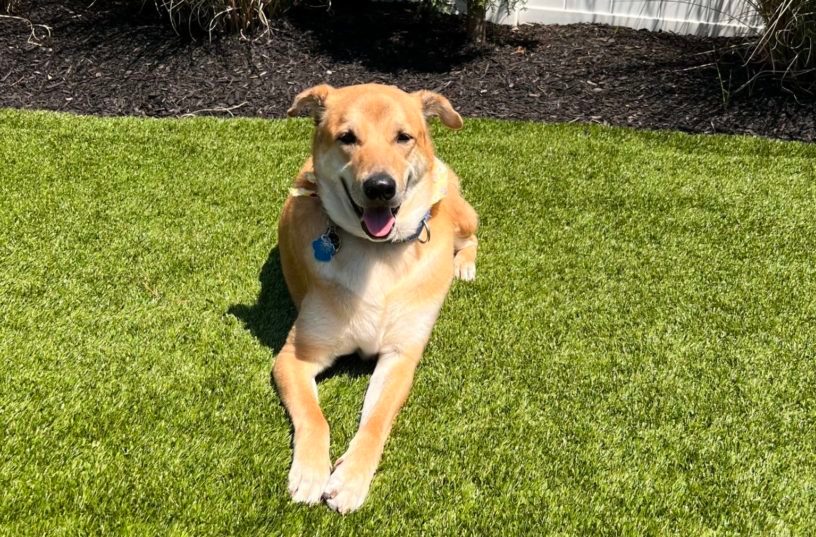 Rescue dog lays on the grass in the backyard of a home