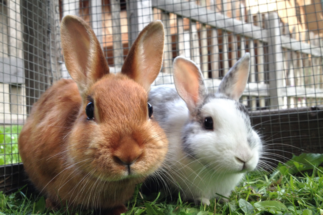 pet rabbit breeds