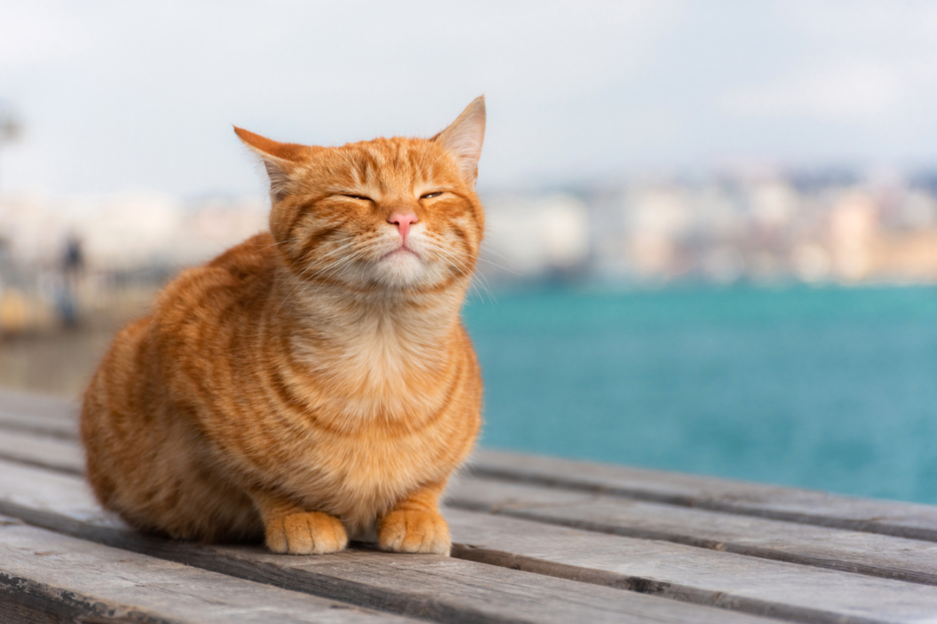how to travel with your cat