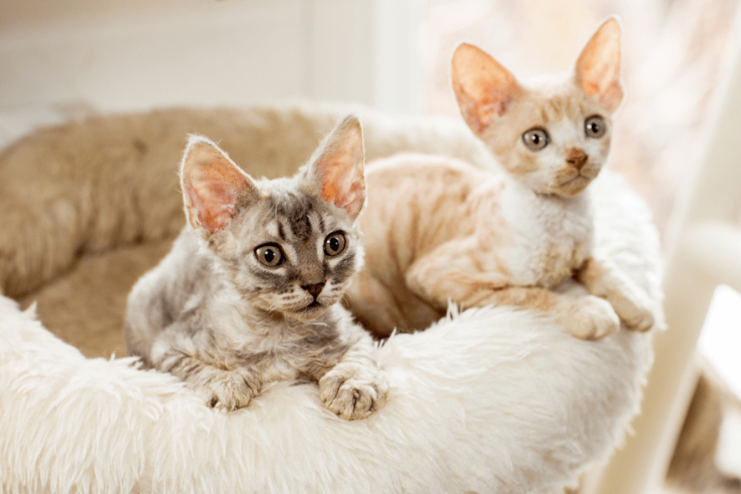 two kittens on white bed