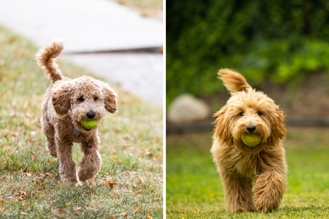 labradoodle vs goldendoodle