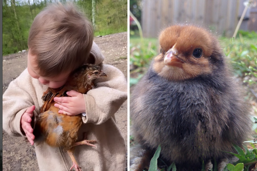 little girl snuggling baby chick