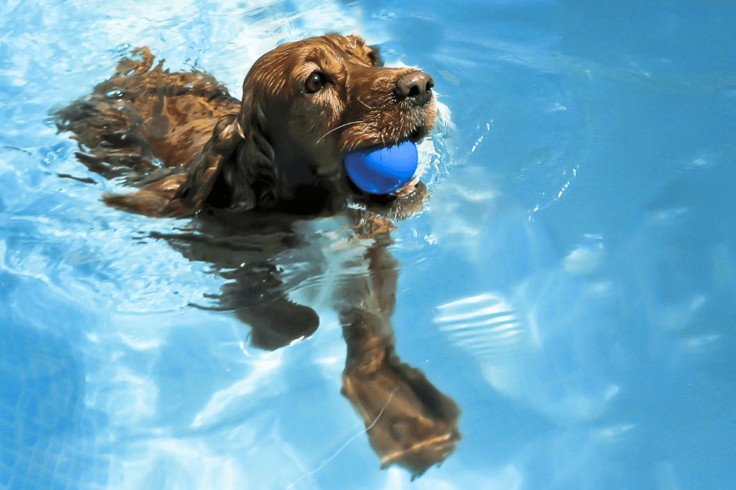 dog swims in a pool