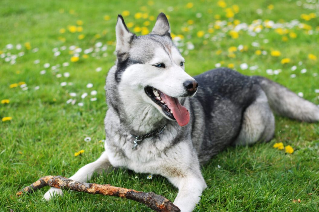 Young alaskan husky with stick on grass