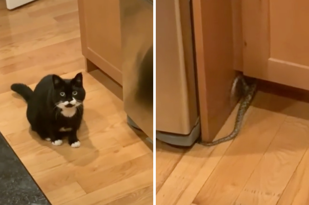black and white cat watches snakes slither into cabinet