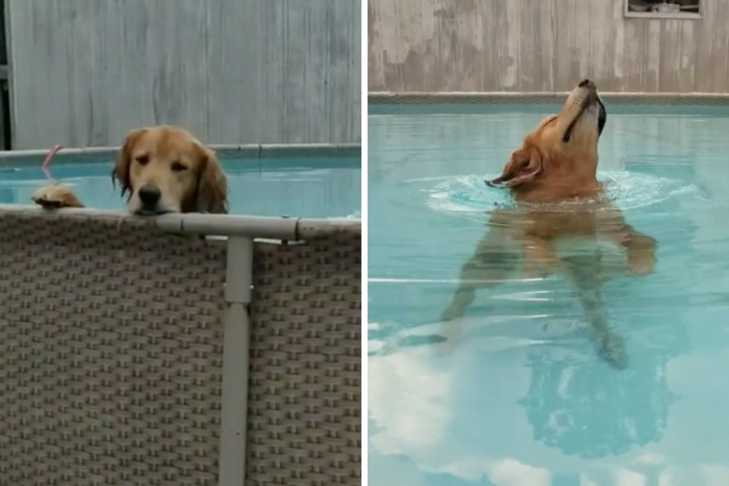 duke the golden retriever s