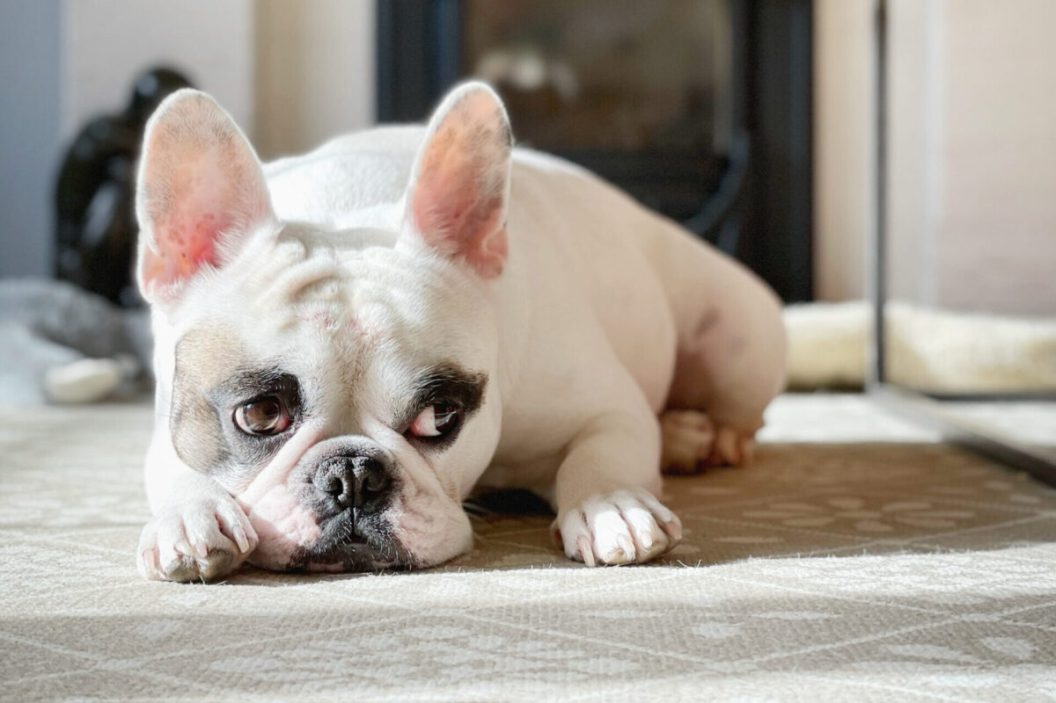 French bulldog feeling bored