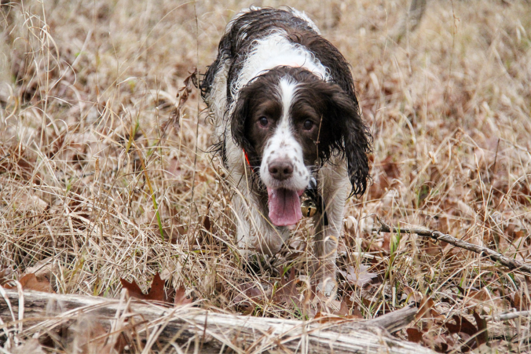 dog runs through field