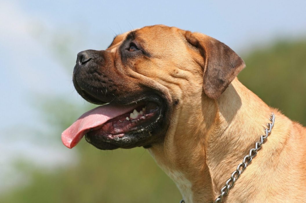 Beautiful young bullmastiff female portrait