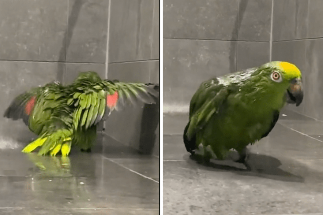 mango amazon parrot in shower