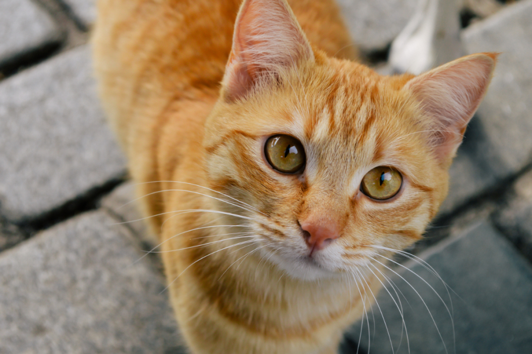 an orange cat looks up