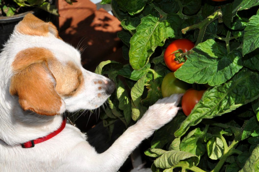 Curious Dog Sniffing Tomatoes