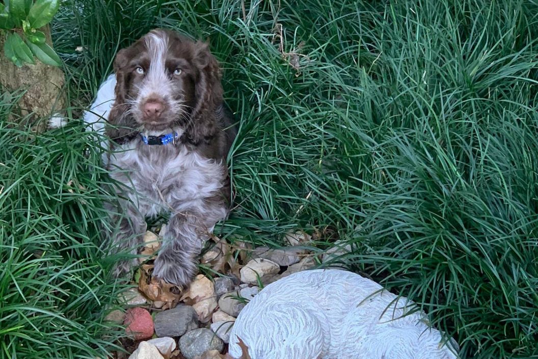 puppy lays next to a statue of a dog at the grave of his late big brother