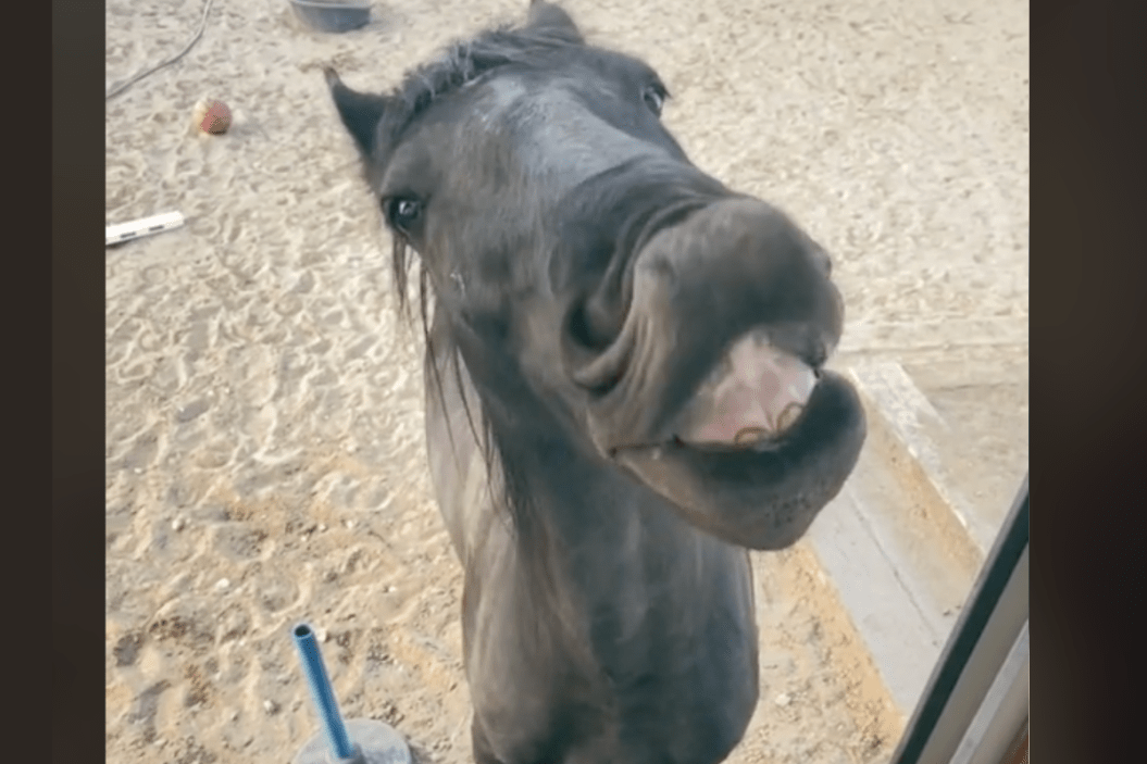 jet the horse smiles
