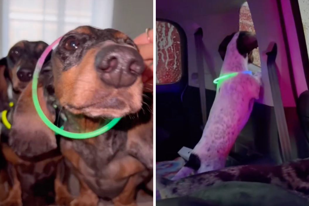 the 8 weens get ready for a car wash rave