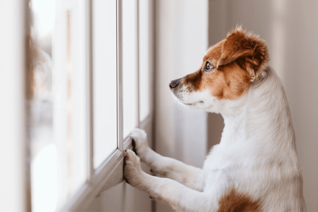 Dog looking sadly out window