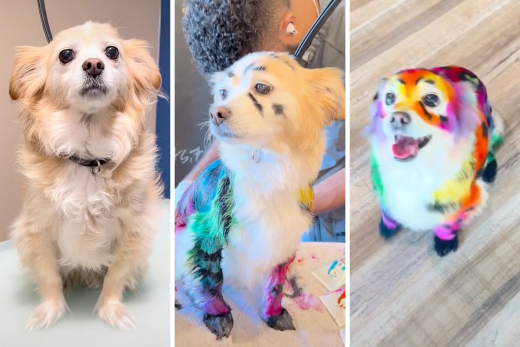 Molly the chihuahua goes through the grooming process
