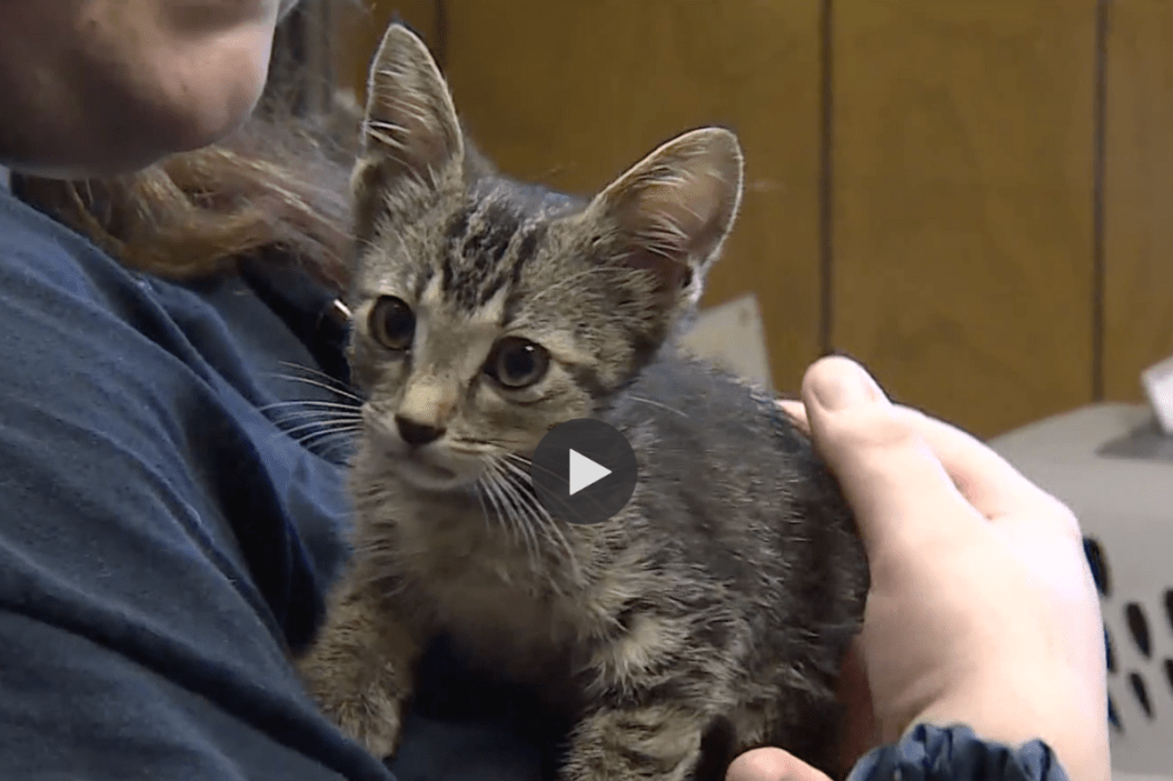 ATM stray kitten