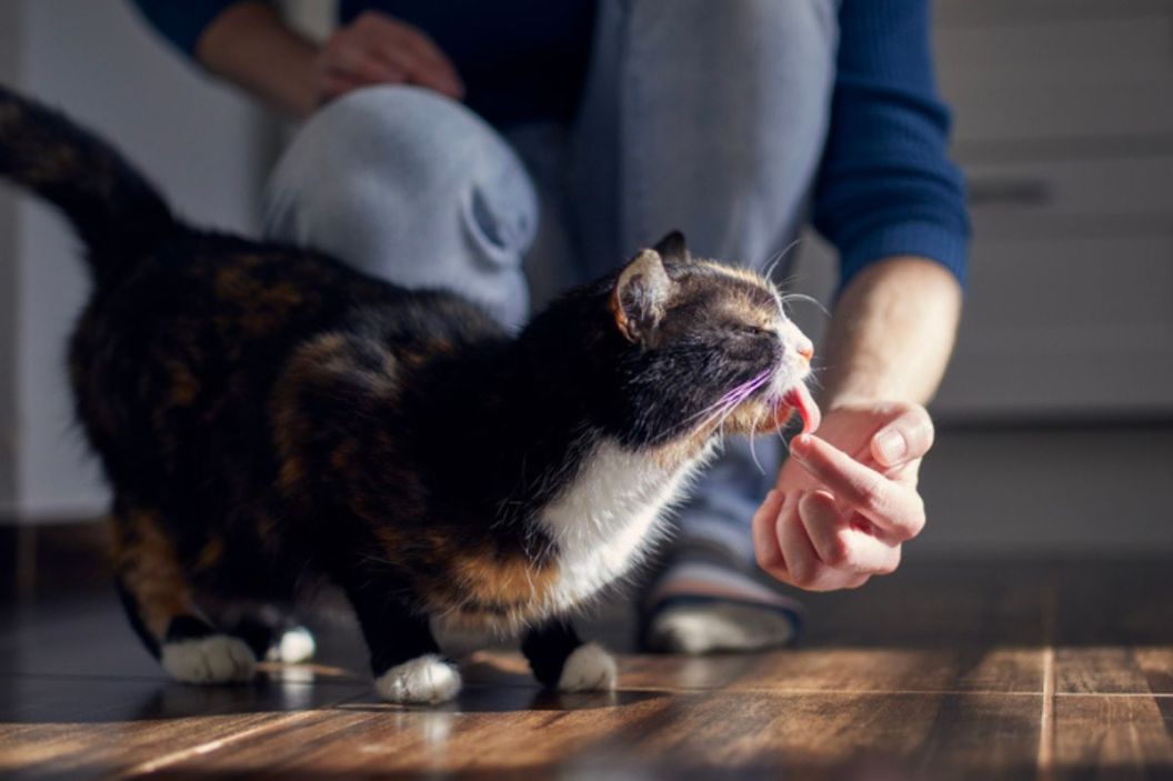 cat licking calming treat