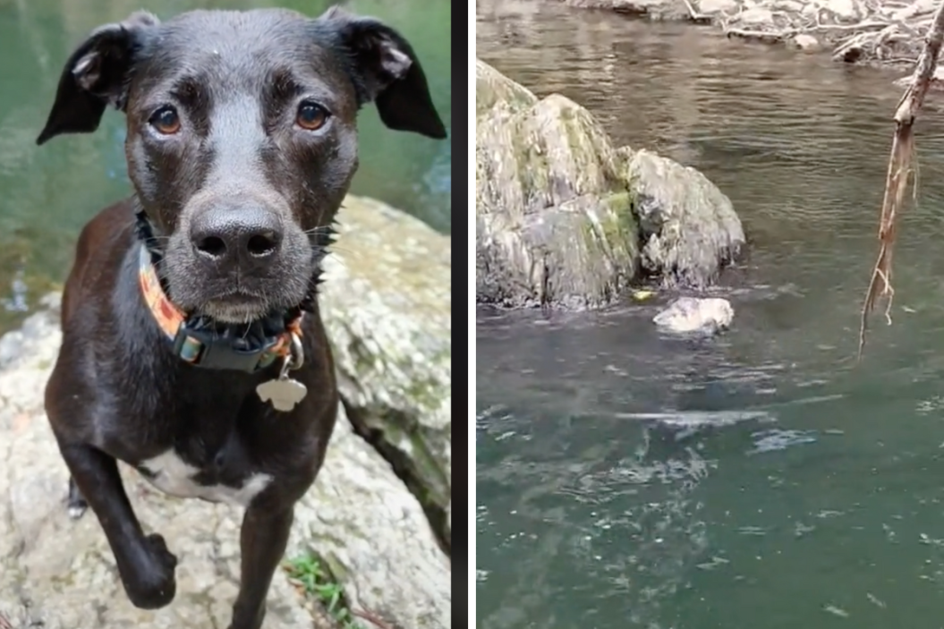 Raven, a staffie mix, dives for rocks