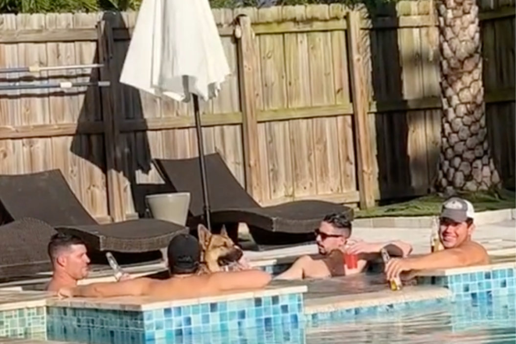 German shepherd hangs out in the hot tub