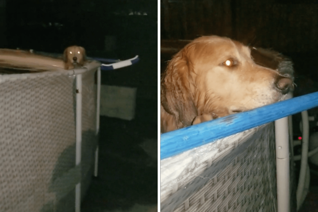 duke the golden retriever goes night swimming