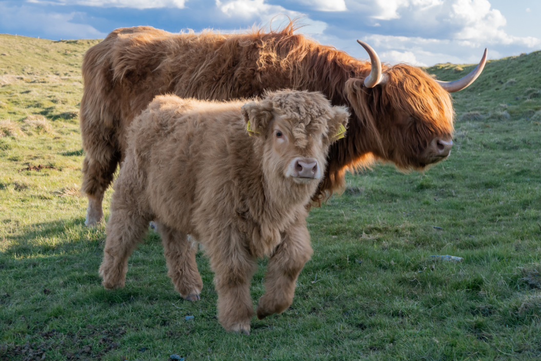 A highland cow and her calf stand in a field