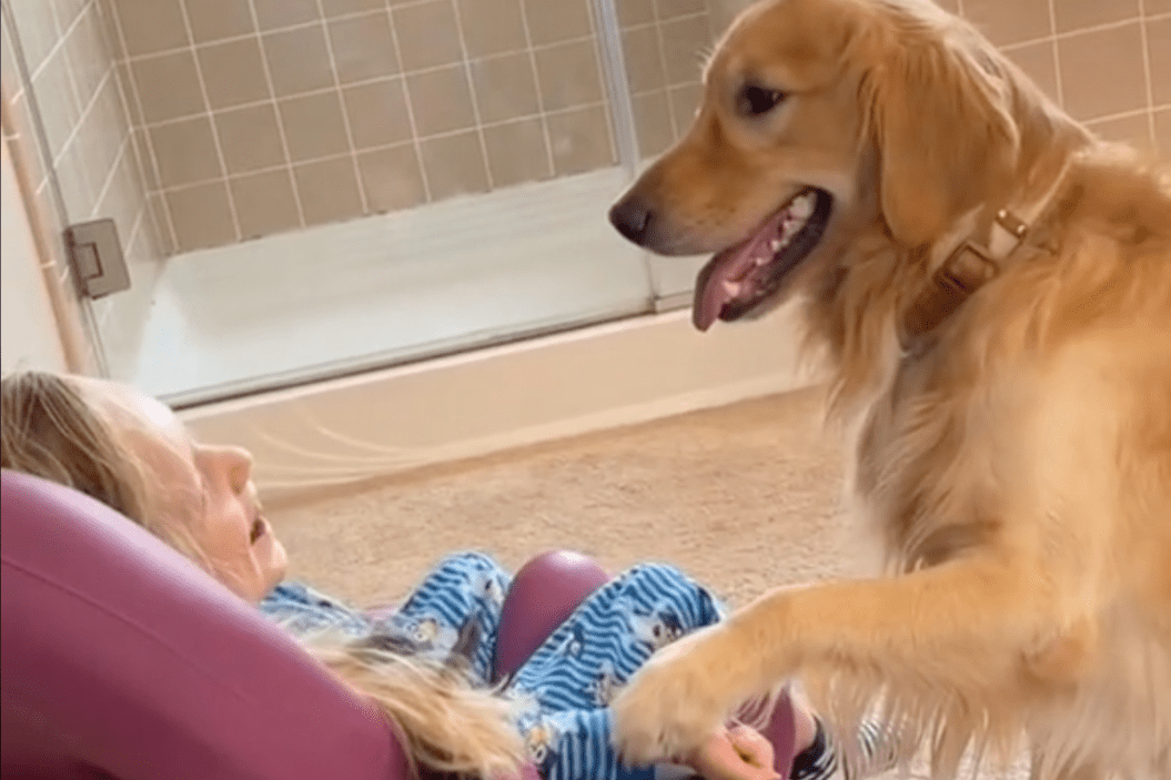 indie the golden retriever looks at Brynn