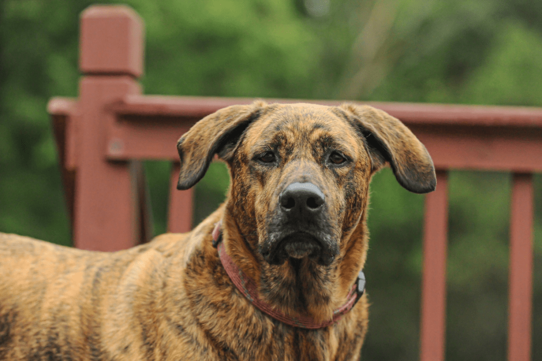 a hound dog stands on a deck
