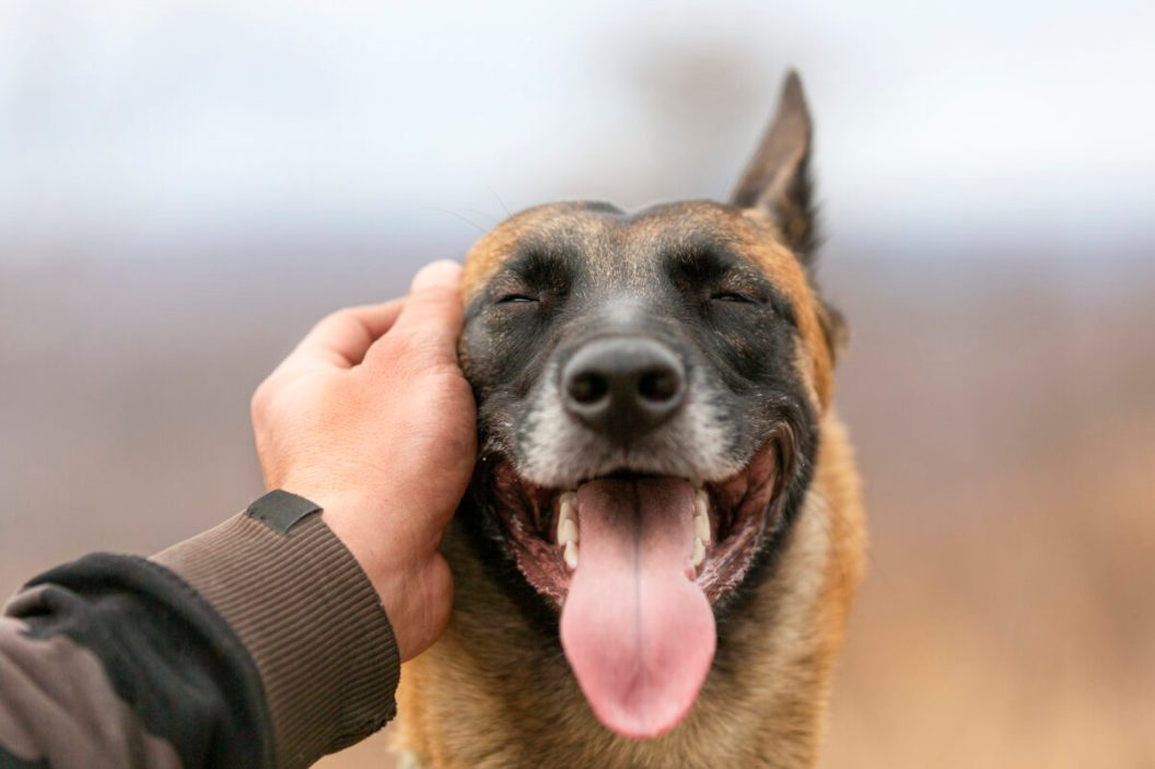 A man's hand is stroking a dog. Love for pets and friendship concept. Close up dog portrait.